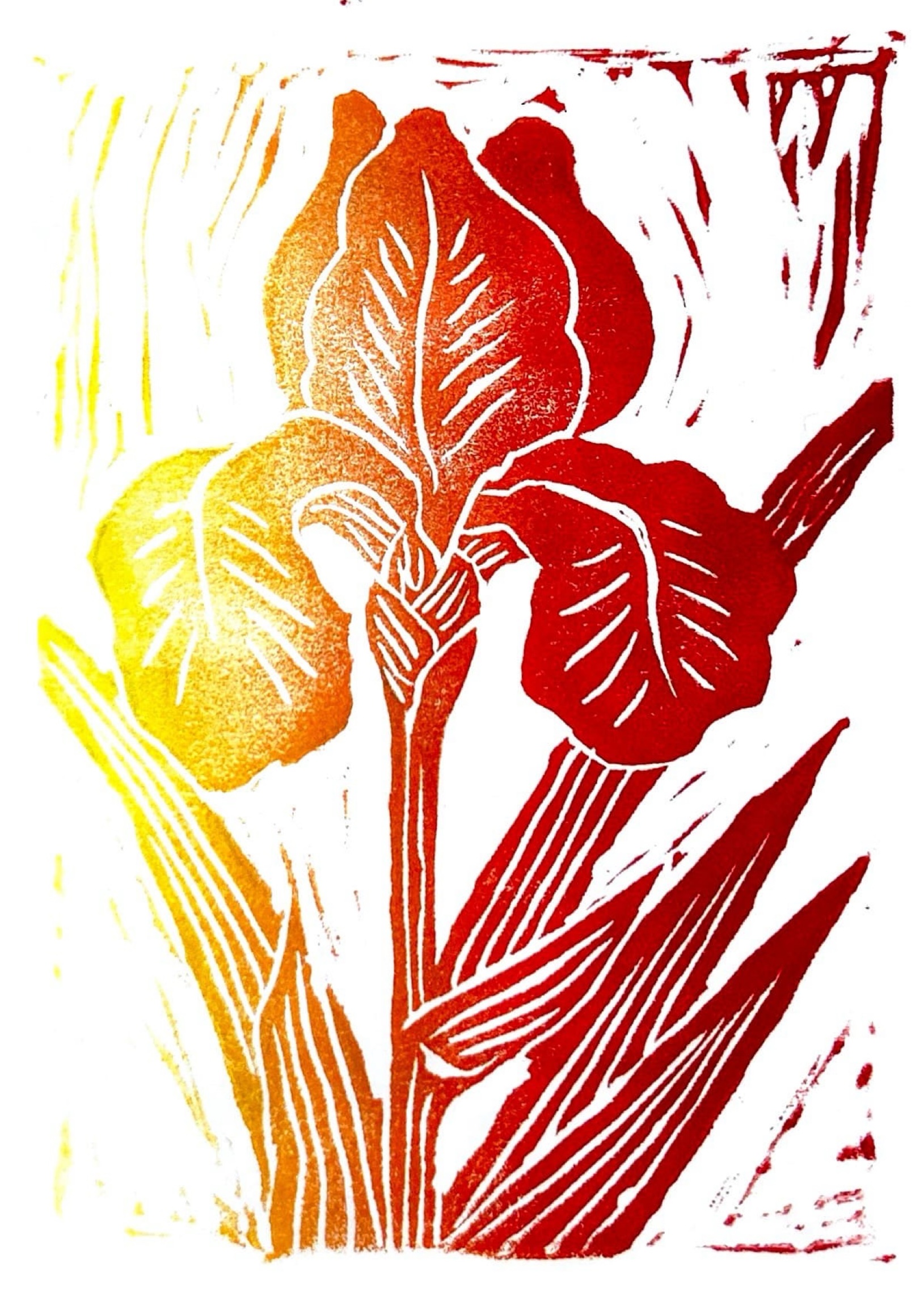 iris