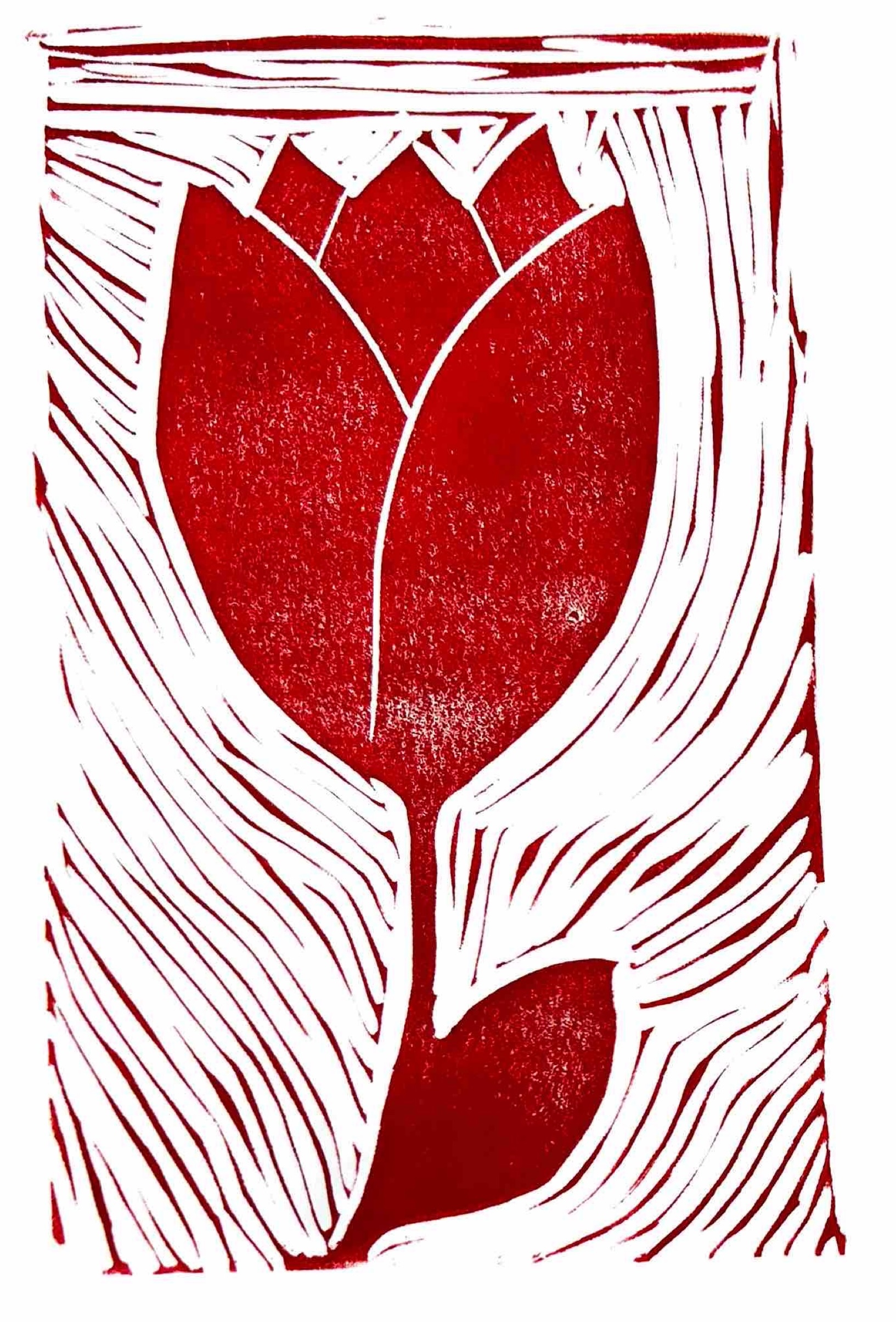 tulip1